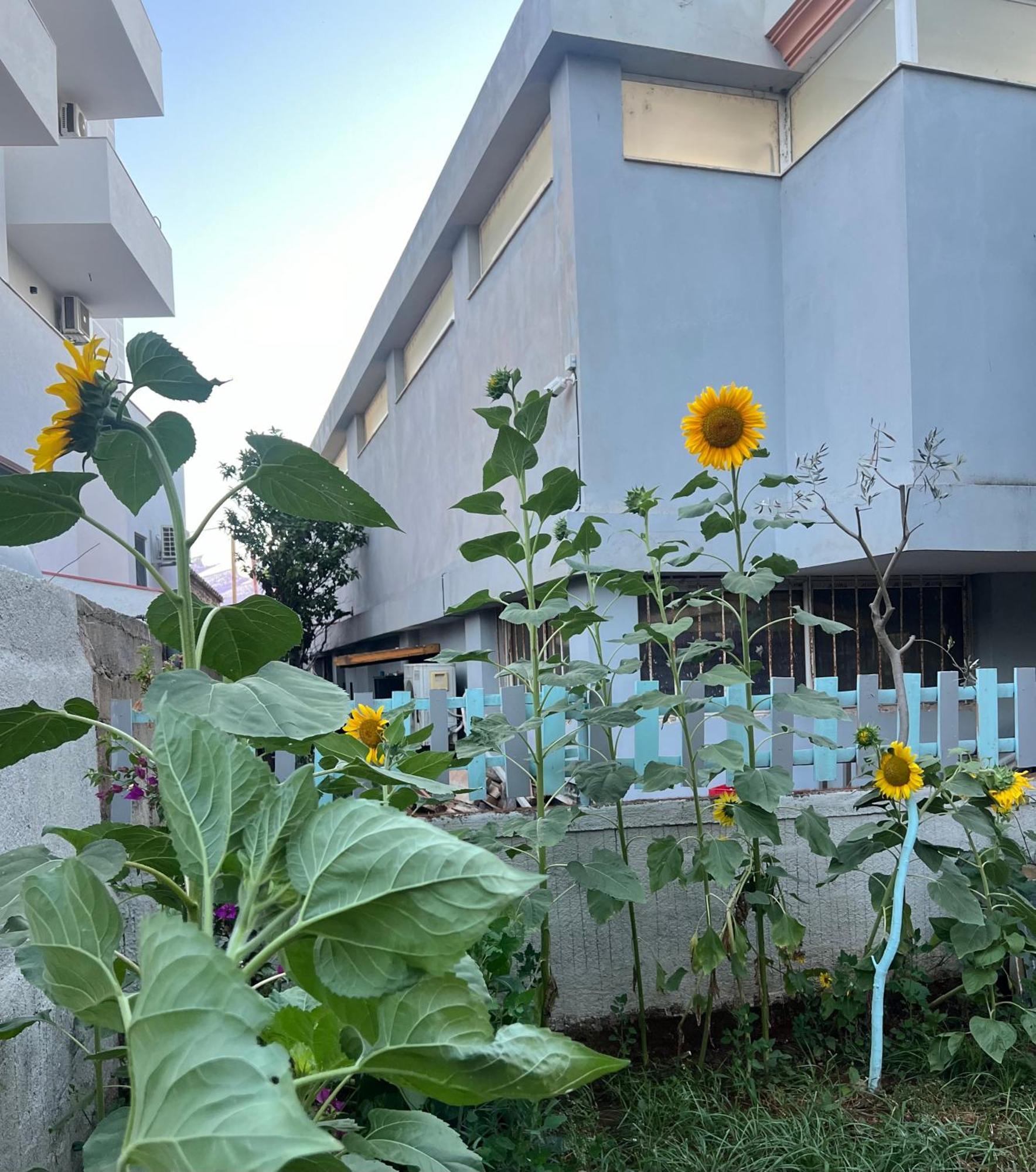 Sunflower Hotel คซามิล ภายนอก รูปภาพ